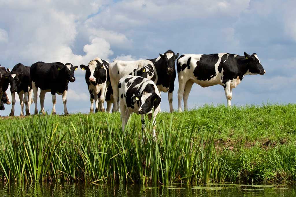 How Farmers Can Add Value To Their Milk - How Farmers Can Add Value To Their Milk