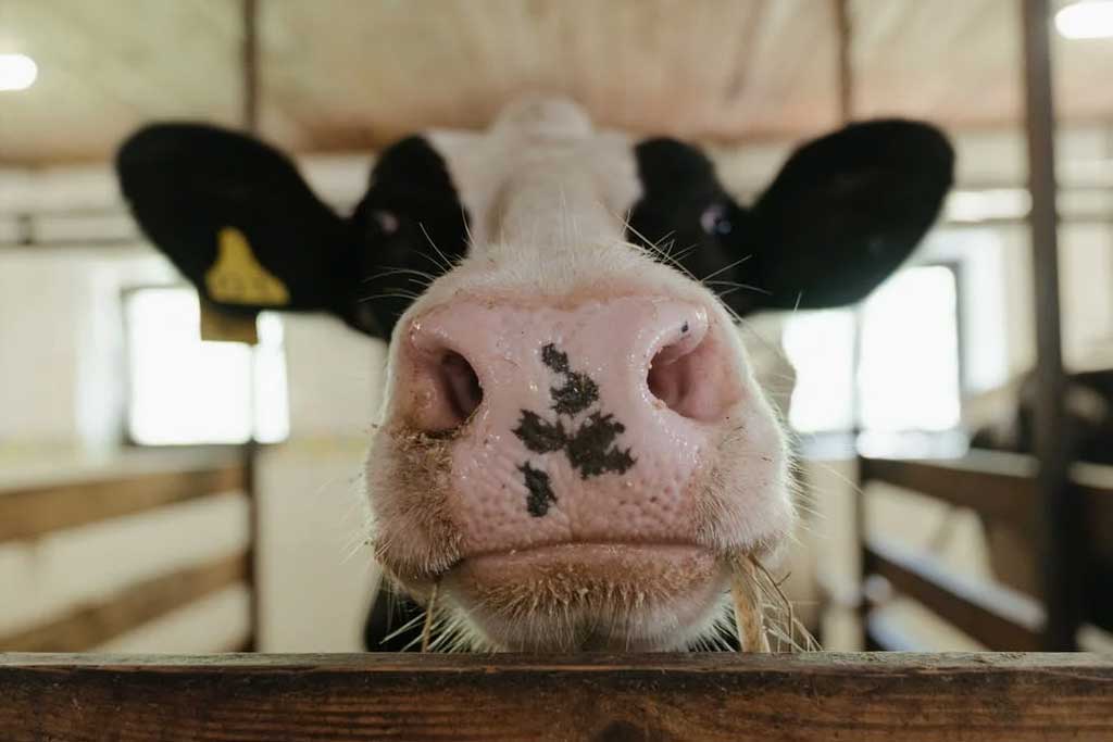 Things To Consider Before Starting A Dairy Farm - Things To Consider Before Starting A Dairy Farm